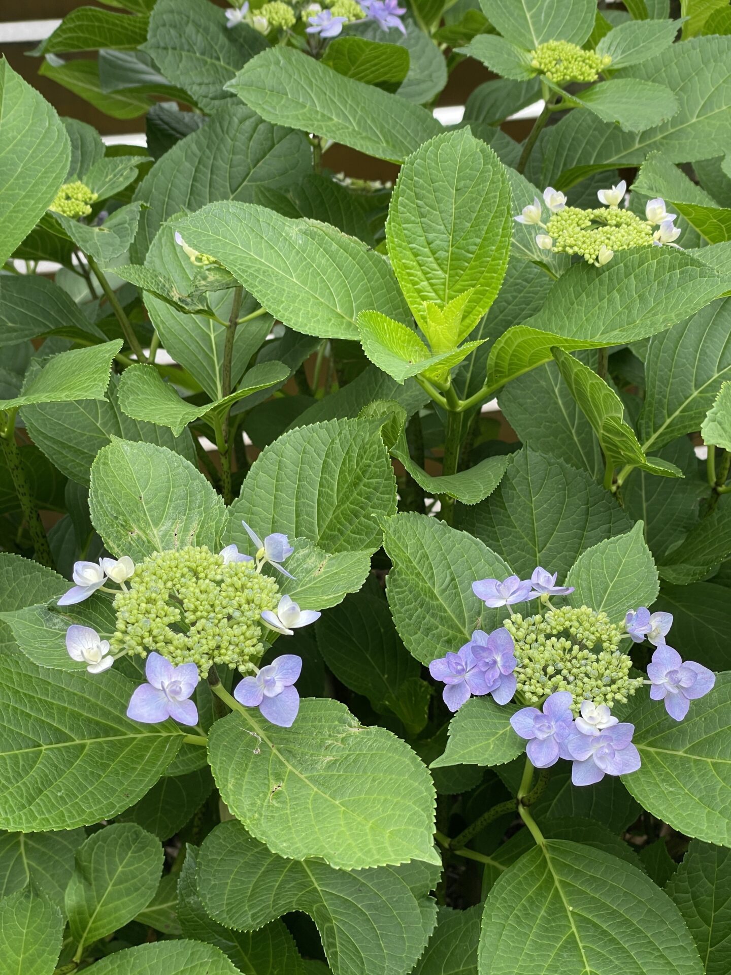 紫陽花