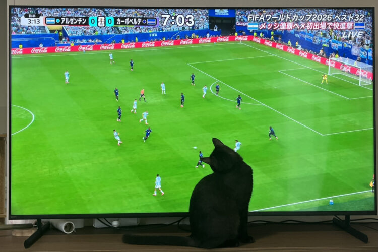 サッカー大好き猫⚽